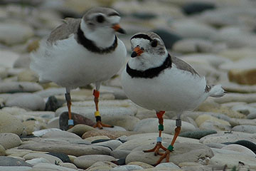 Two piping plovers stand on rocks on Lake Michigan's shore.