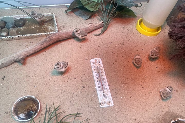 Piping plover chicks at a wildlife recovery facility