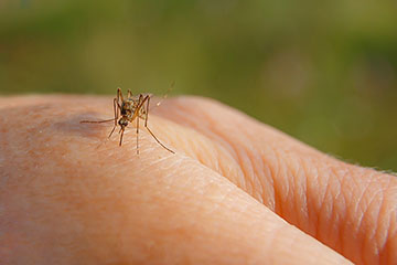 A mosquito draws blood from a human hand.