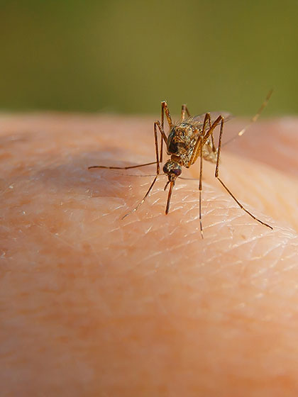 A mosquito draws blood from a human hand.