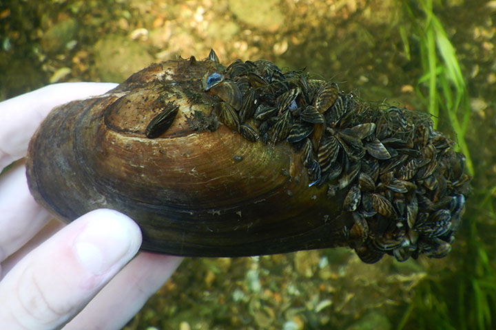 A gloved hand holds a freshwater mussels covered in non-native zebra mussels.