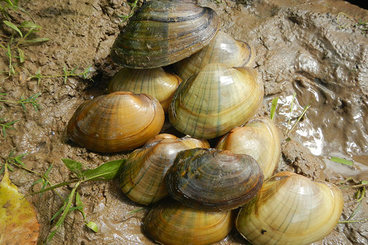 The empty shells of several species of freshwater mussels sit in the mud.