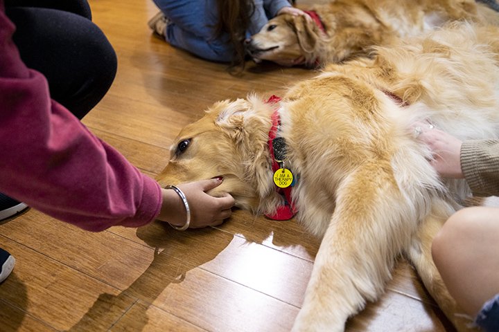 A closeup of a golden retriever therapy dog lying on the ground as college students pet it.