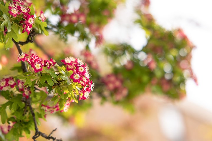 Small red and white flowers bloom on tree branches.