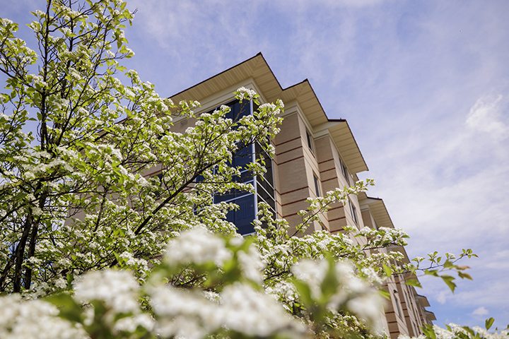 White flowers on a tree bloom in front of a large brick residence hall building.