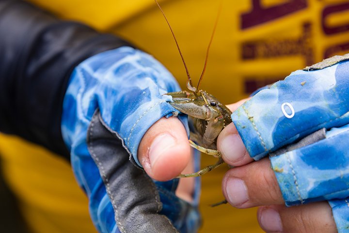Two hands wearing wearing blue tie dyed gloves hold a small invertebrate pulled from the Great Lakes.