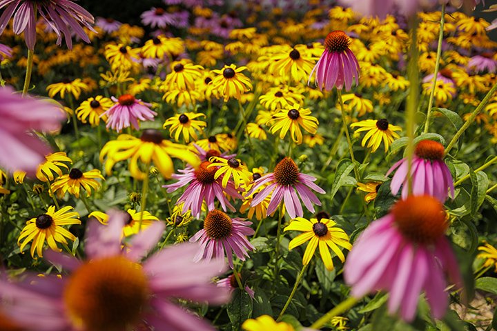 A closeup of a flowerbed full of yellow flowers and purple flowers.