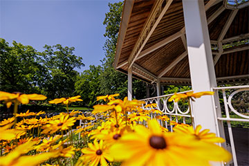 Yellow flowers bloom near the Fabiano Garden gazebo on Central Michigan University's campus.