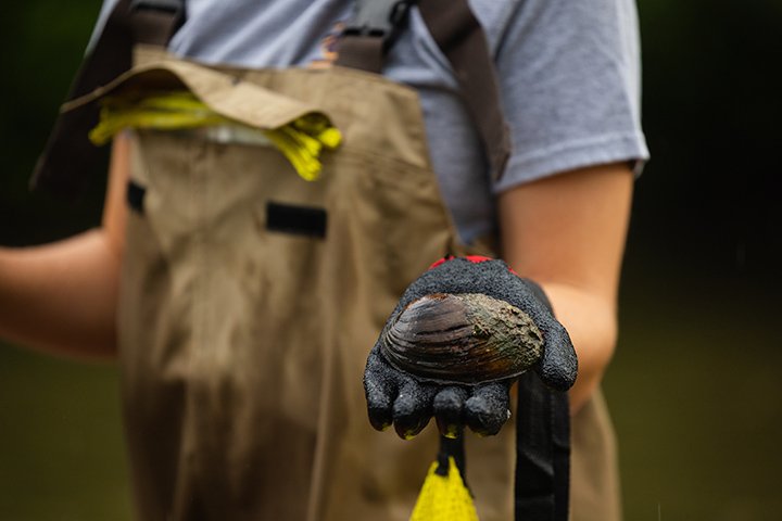 A closeup of a mussel held my someone standing in a river wearing waders.