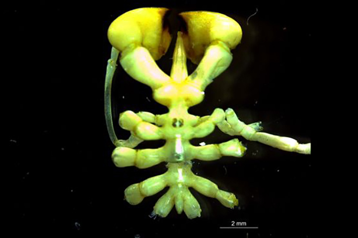 A vertical eight-legged lime green sea spider on a black background.