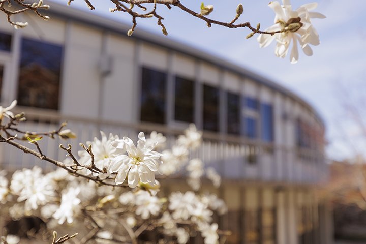 A closeup image of flowers blooming on trees with the University Center blurred in the background.