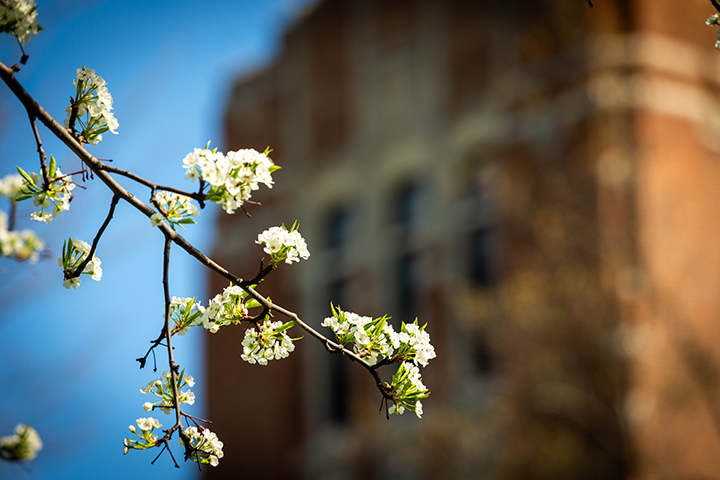 White blooms form on the branches of a tree outside Warriner Hall.