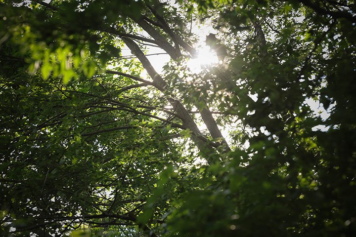 The sun peeks through green tree branches.
