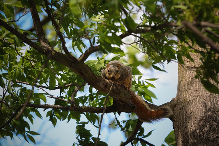A closeup of a tree branch where a squirrel crouches, looking at the camera.