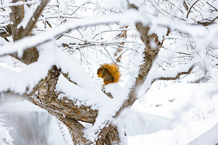 A red squirrel eats while sitting on snow-covered tree branches.