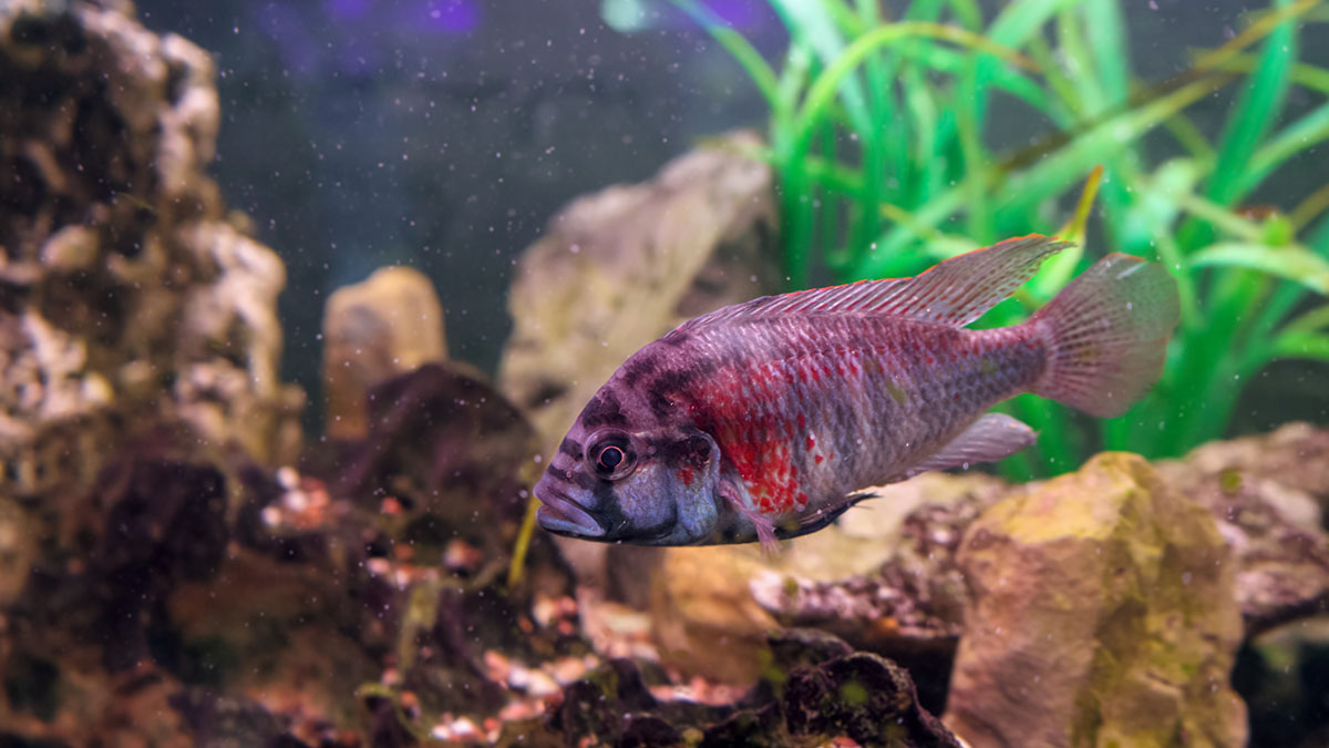 Social position changes the brains of fish