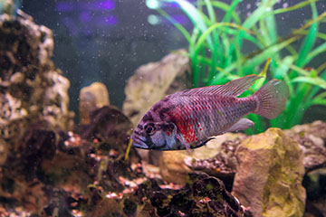 11696_Sad fish with damaged brains_GEN_CSE_AWA_25 360x240
