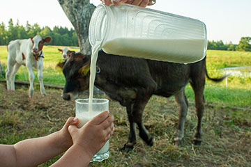 Raw milk is poured from a pitcher into a glass being held by a child's hands with a cattle in the background.