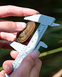 Two hands hold calipers used to measure the shell of a freshwater mussel.