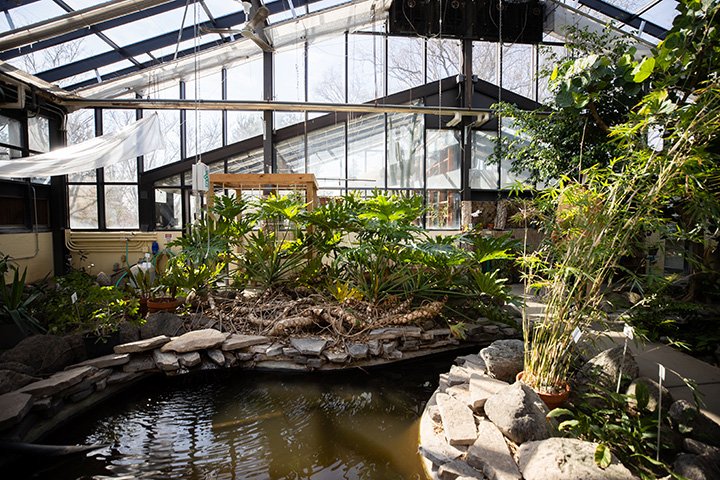 The sunlight filters through CMU’S greenhouse.
