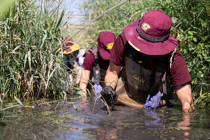 College students wearing CMU clothing wade through a pond with water up to their waists.