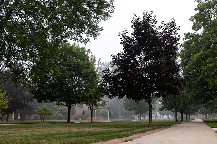 A path with trees and grass on a foggy day