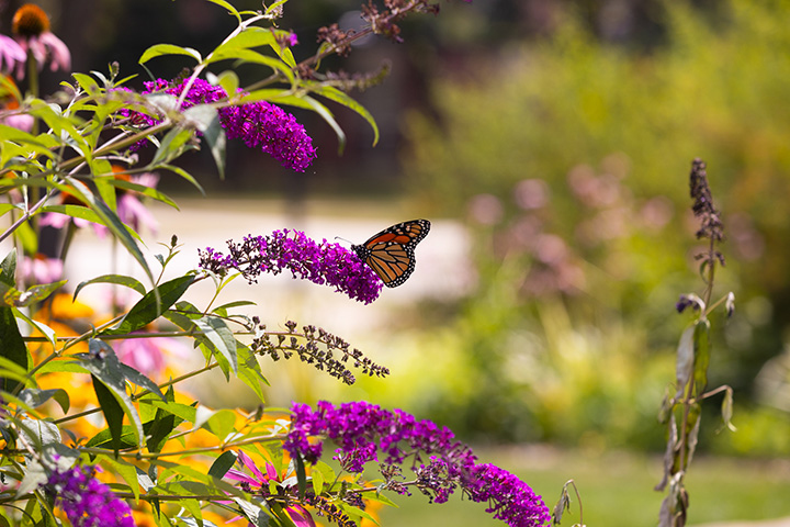 A butterfly on a purple flower