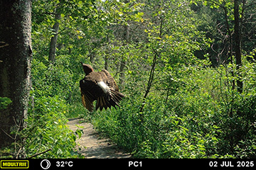 A brown bird with a white flash on its back and a red band on the back of his neck flies down a trail