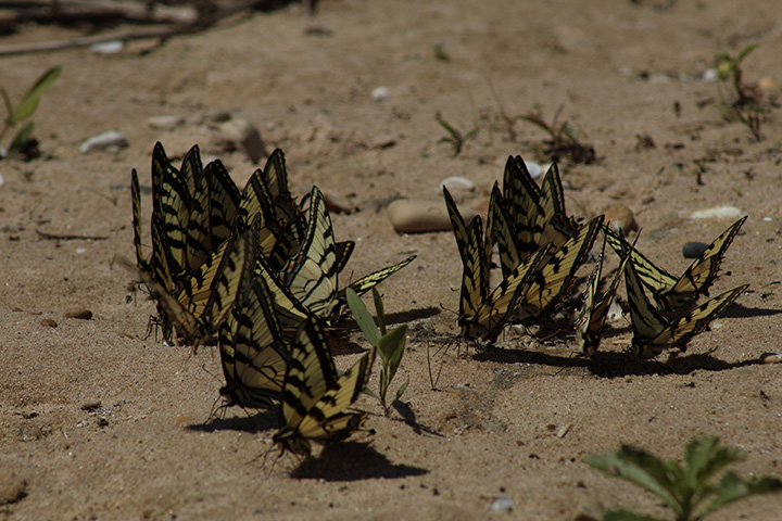 Yellow and black butterflies flock together on a sandy beach