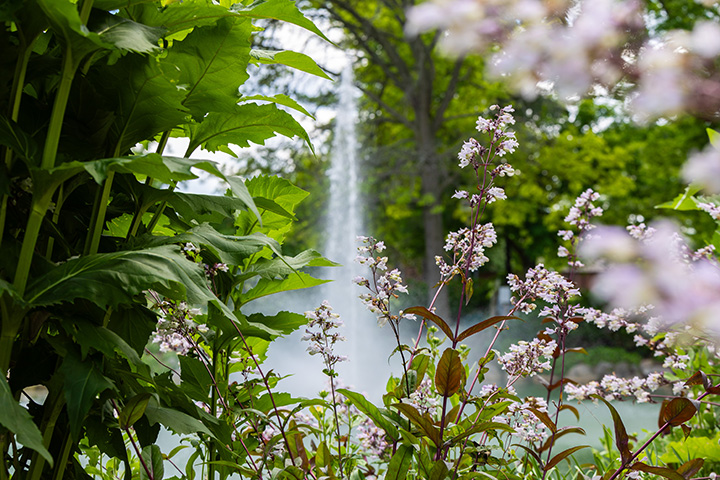 A closeup of small pink flowers near the Fabiano Botanical Garden