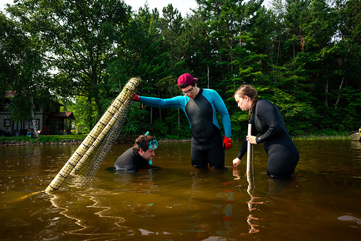 Three students wearing wetsuits search for mussels in a lake