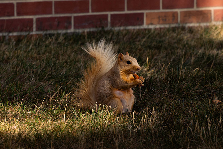 A blonde squirrel eats pizza crust in the grass