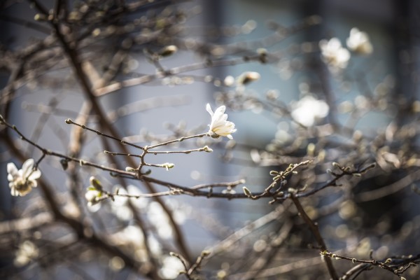 A close-up picture of white flowers on branches that have no leaves.