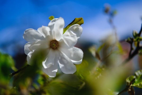 A close-up of a white flower with a blurred blue sky in the background.