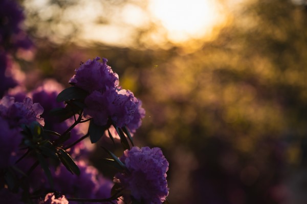 A close-up picture of purple flowers with trees and sun blurred out in the background.