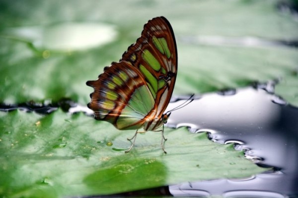 A close-up of a green, red, and white butterfly on a lily pad that is floating in the water.