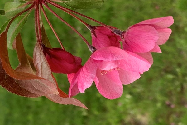 A close-up of two prink cherry blossoms.