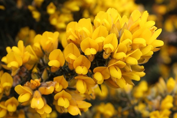 A close up picture of gold cone flowers.