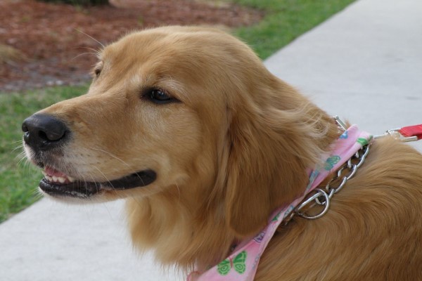 A golden retriever on a leash with a pink bandana around its collar.