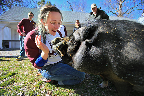 Student volunteer playing with a giant black pig