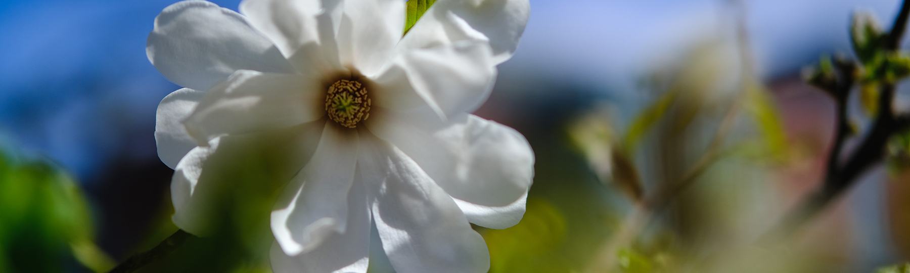 Close-up of a white flower.