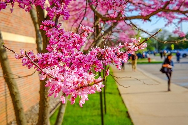 Small pink blooming flowers on a tree along a sidewalk on campus.