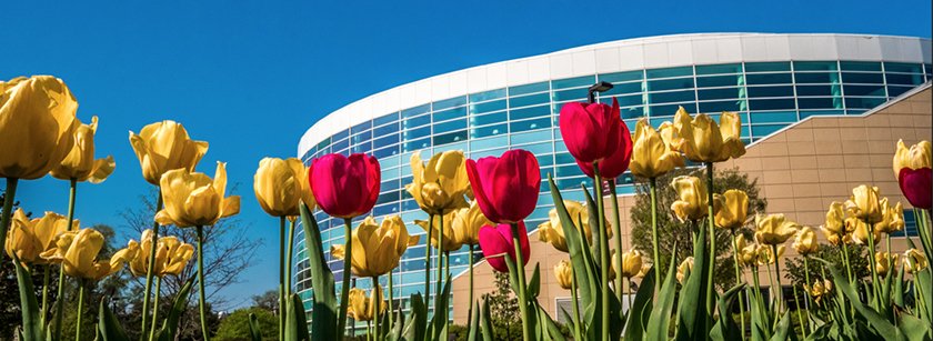 Yellow and pink tulips with the Charles V. Park Library in the background.