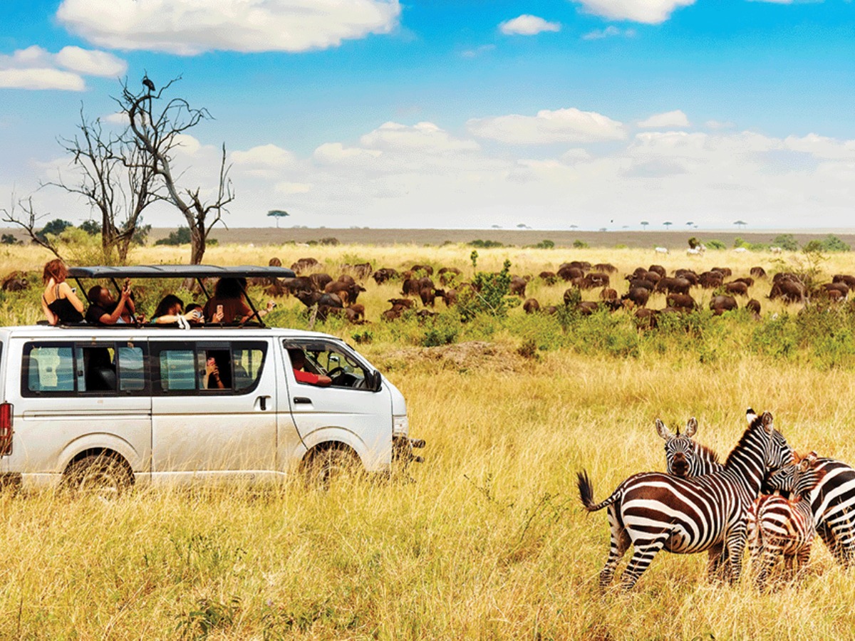 students observe zebras and water buffalo inside of a parked white van on an African safari tour