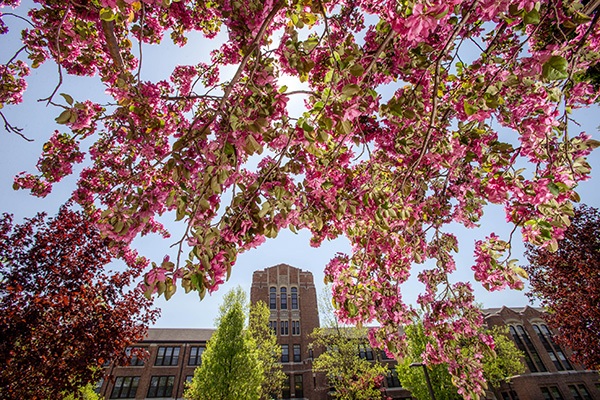 A view of Warriner Hall under cherry blossom trees.