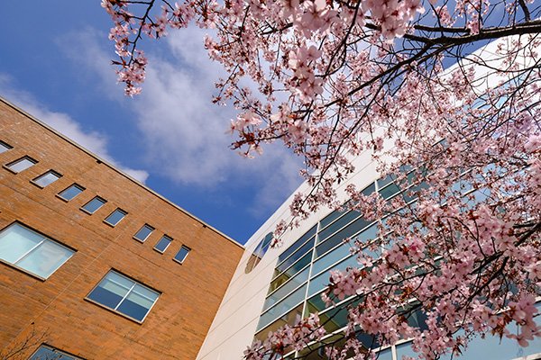 A view of Park Library with cherry blossom trees in front of it.