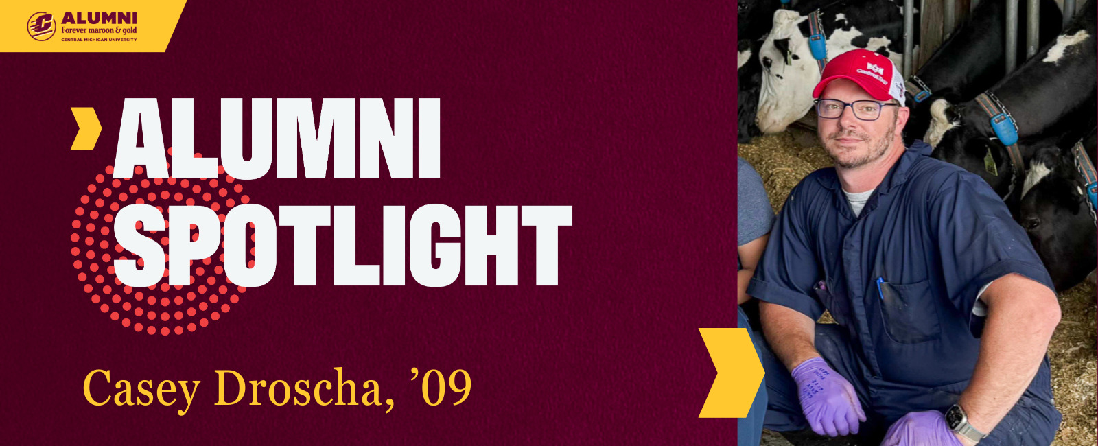 A Central Michigan University Alumni Spotlight graphic featuring Casey Droscha, '09. Casey is wearing a blue jumpsuit, a red cap, and purple gloves, crouching in a barn with several cows in the background.