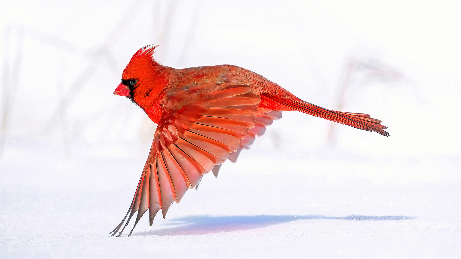 A red bird flying in the snow.